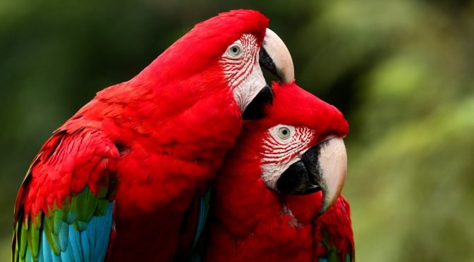 Arara_vermelha_casal_namorando-672x372-1