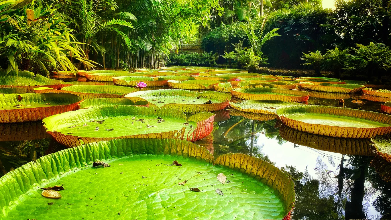 d5009e32-amazonia