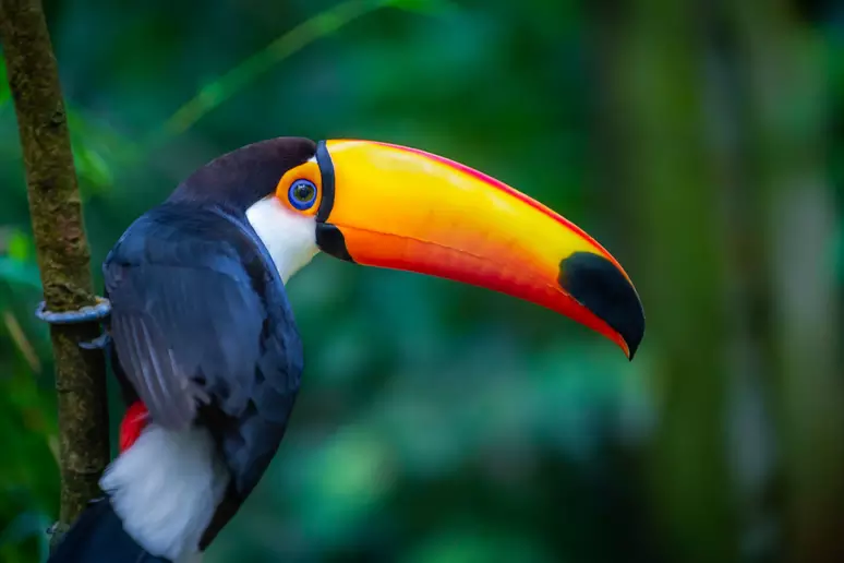 tucano